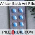 African Black Ant Pills viagra3